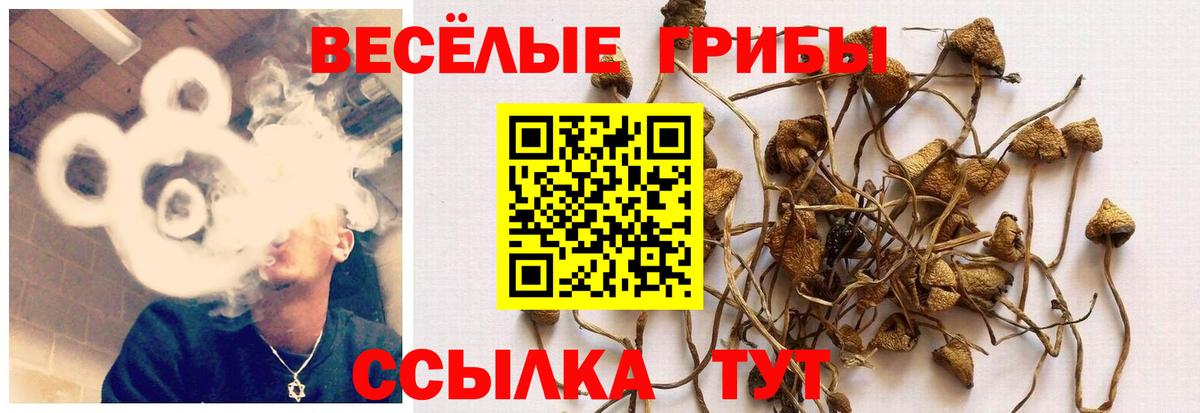 Шахты  Галлюциногенные грибы прущие грибы  Вход с VPN 